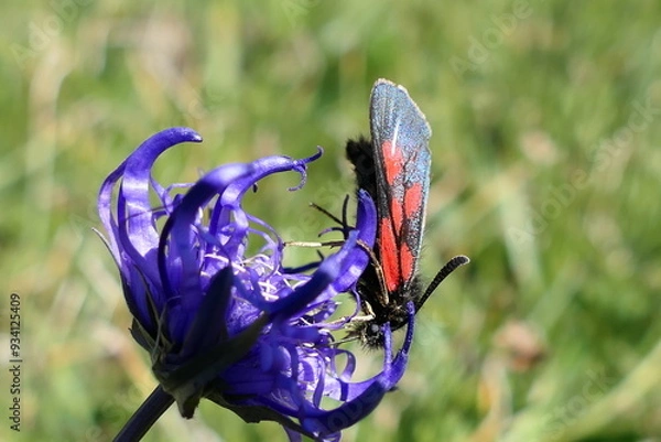 Obraz butterfly on flower