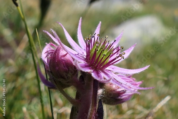 Obraz thistle flowers