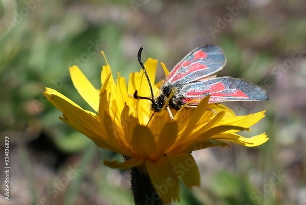 Obraz butterfly on flower