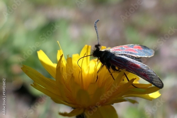 Obraz bug on a flower