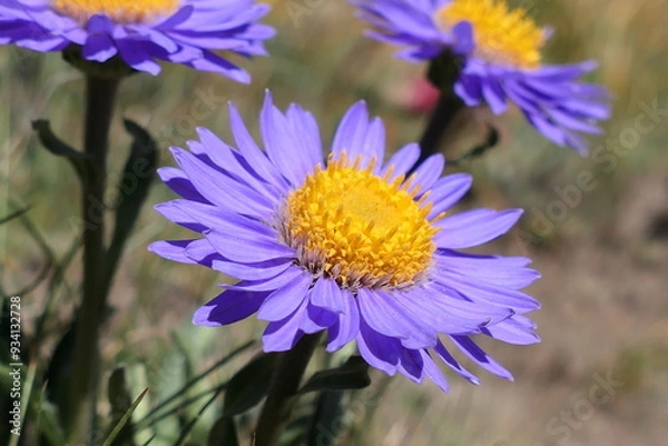 Obraz blue and yellow flower