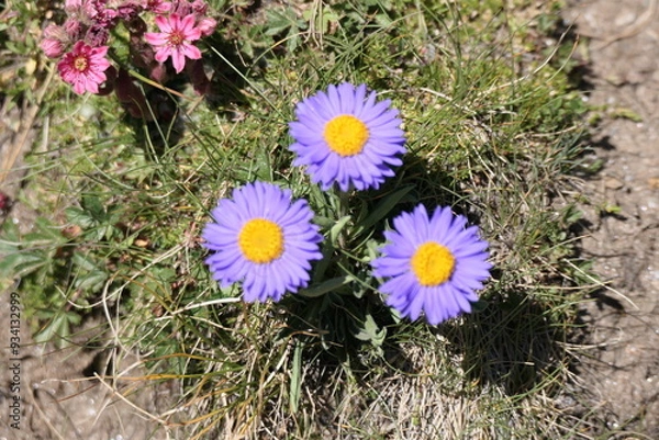 Obraz flowers in the meadow