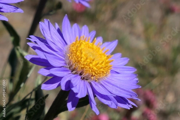 Obraz flower on blue sky background