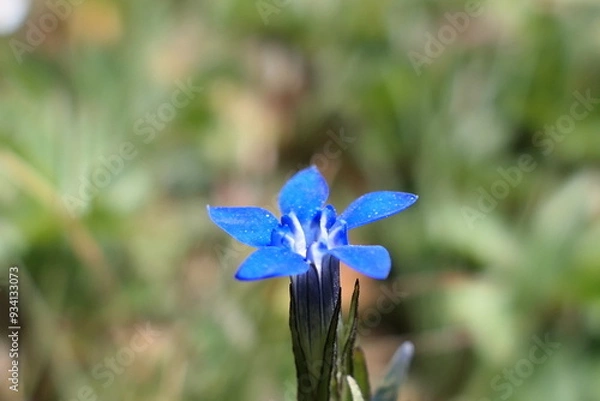 Obraz blue iris flower
