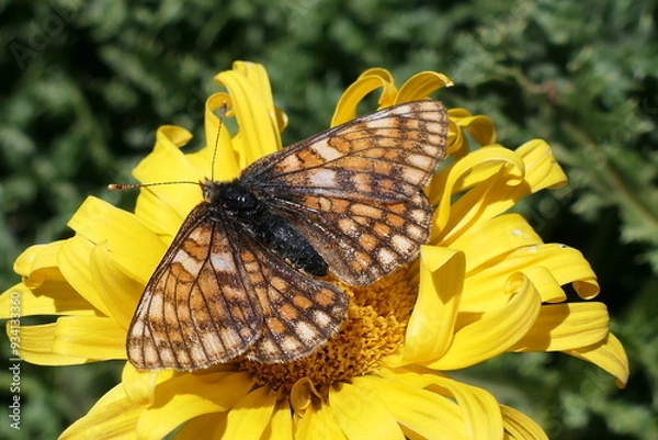 Obraz butterfly on yellow flower