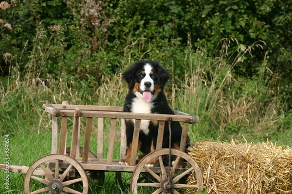 Fototapeta bouvier bernois jeune prêt pour une promenade en charrette