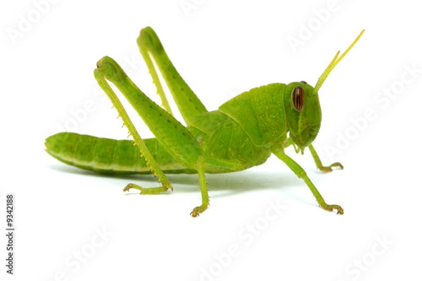 Obraz grasshopper