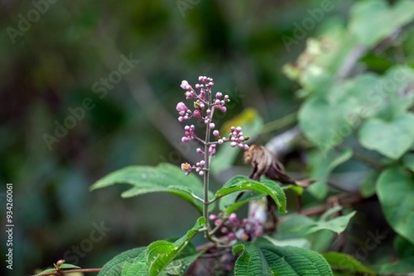 Fototapeta Inflorescence of a Miconia subcrustulata