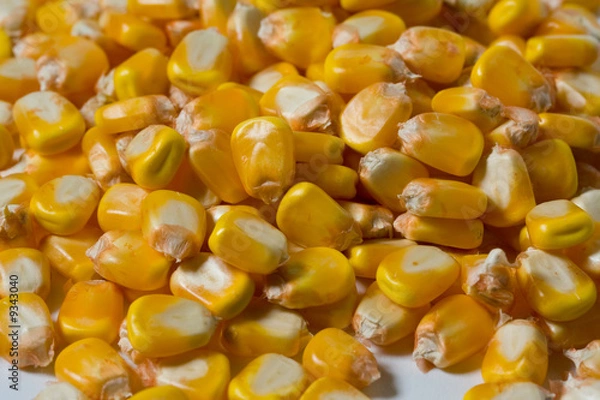 Fototapeta chicchi di grano