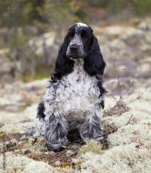 Fototapeta Portrait of a purebred English Cocker Spaniel puppy. Color blue roan. Age six months. Summer. Wild nature. The puppy sits on white moss and looks into the frame. Trees are visible in the background.