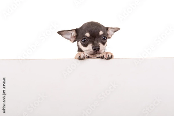 Obraz Chihuahua puppy
