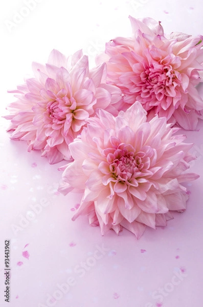 Fototapeta 和風素材