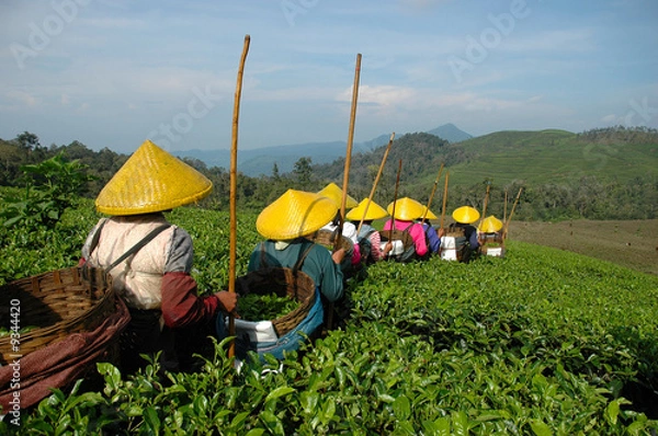 Obraz plantacja herbaty