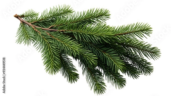 Obraz Spruce branch, Realistic Christmas tree, isolated on transparent background.