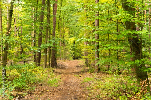 Fototapeta Herbst wald