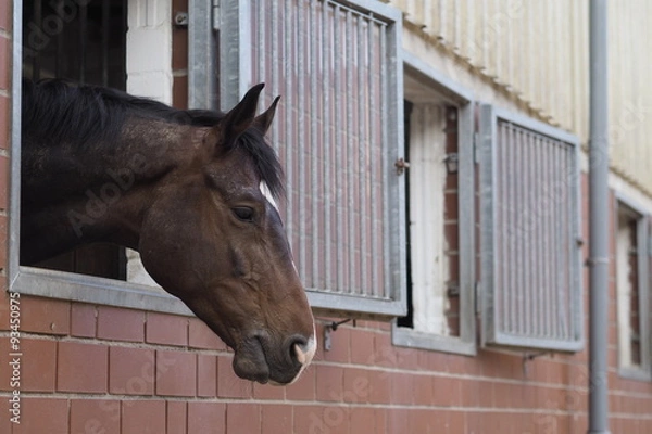 Obraz Pferd schaut aus seiner Box