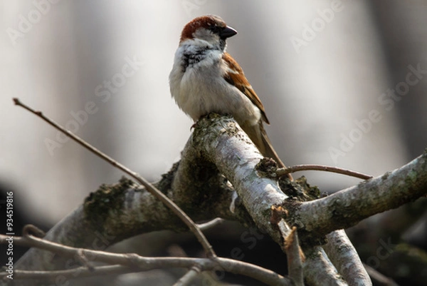Obraz robin on a branch