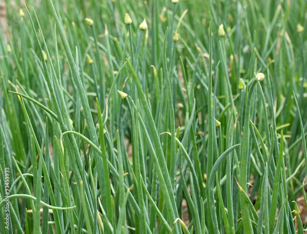 Fototapeta Green onion 