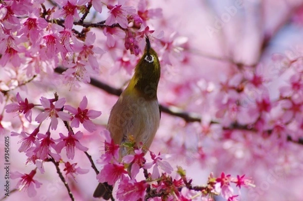 Fototapeta メジロ