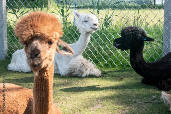 Fototapeta Three different coloured alpacas sitting on a fenced off field.