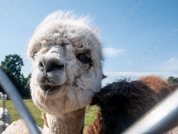 Fototapeta Close up of a white coloured alpaca facing the camera with a piece of straw sticking out of its mouth on an alpaca farm.