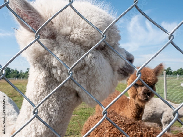 Fototapeta White alpaca standing next to a metal fence with other alpacas in the background.