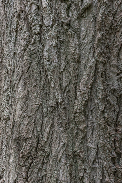 Obraz Close up of bark texture