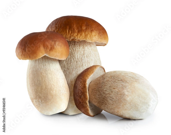 Fototapeta Boletus edulis (borowik szlachetny) na białym tle.