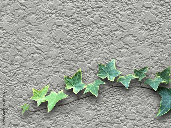 Obraz 壁につたうアイビーの葉