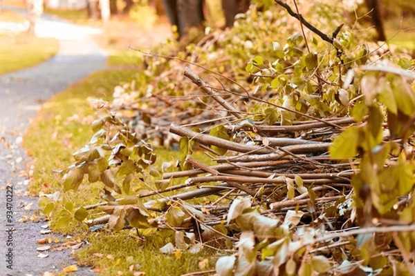 Obraz cięte jesienią