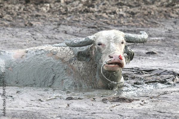 Fototapeta buffaloes on field