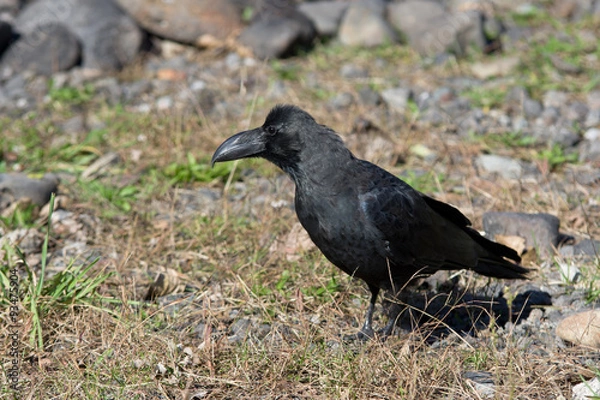 Fototapeta Ворон