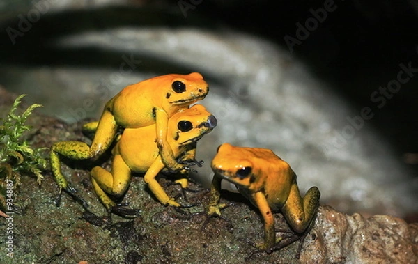 Obraz yellow tree frogs copulating