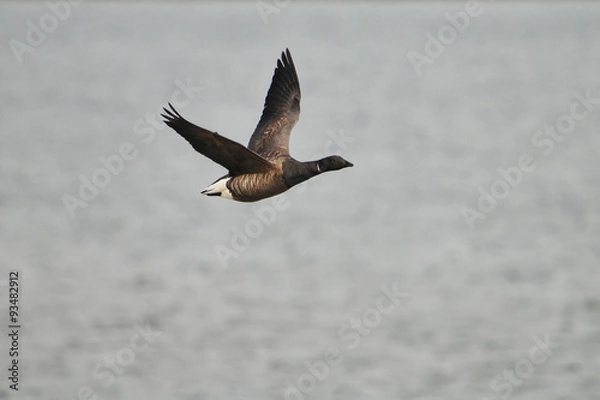 Fototapeta Ringelgans (Branta bernicla)