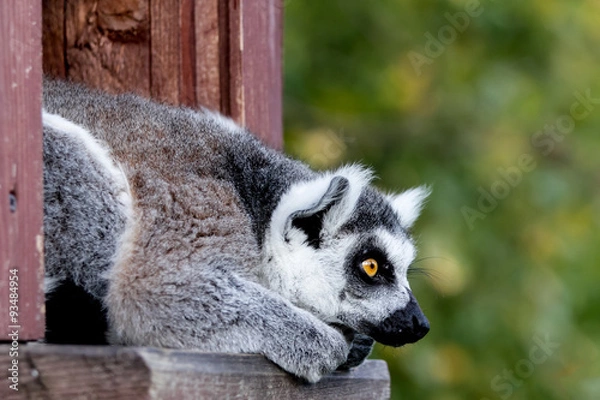 Fototapeta Ring-tailed lemur catta looking