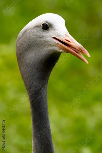 Fototapeta Grey heron head closeup