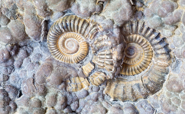 Fototapeta Ammonite 2