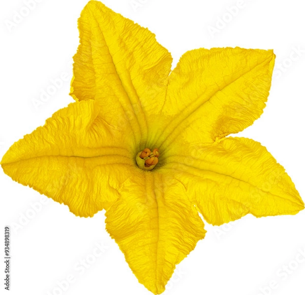 Fototapeta 호박꽃