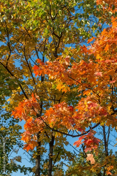Obraz red, yellow and green maple leaves with blue sky