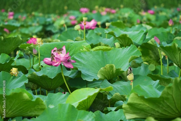 Fototapeta ハスの花に寄り添うスズメ
