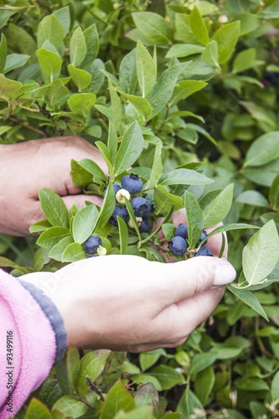 Obraz Picking huckleberries