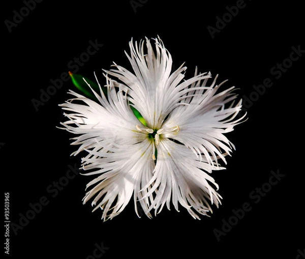 Obraz Carnation (Dianthus)