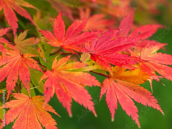 Obraz autumn red maple leaves background