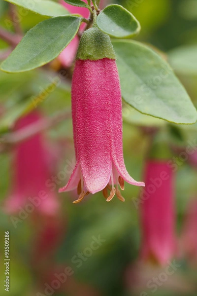 Obraz Correa Dusky Pink 2