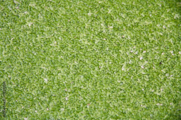 Obraz Duckweeds background