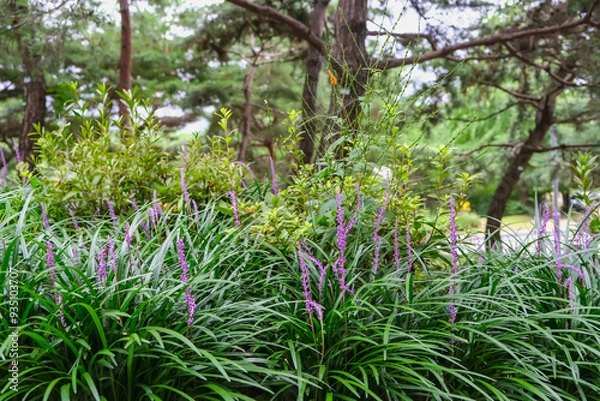 Obraz Vibrant Lily Turf Flowers in Bloom: A Beautiful Nature Scene