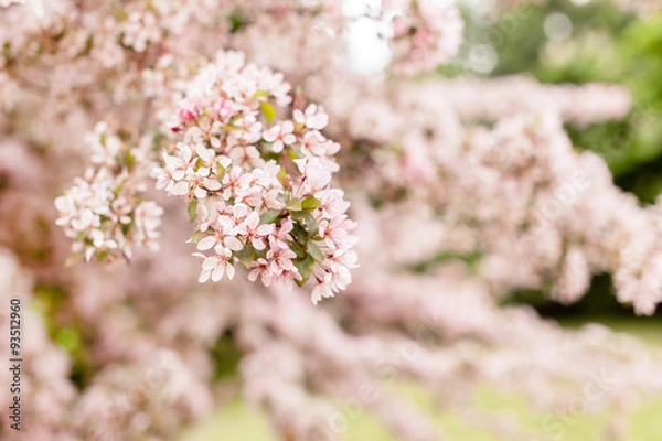 Obraz cherry blossom