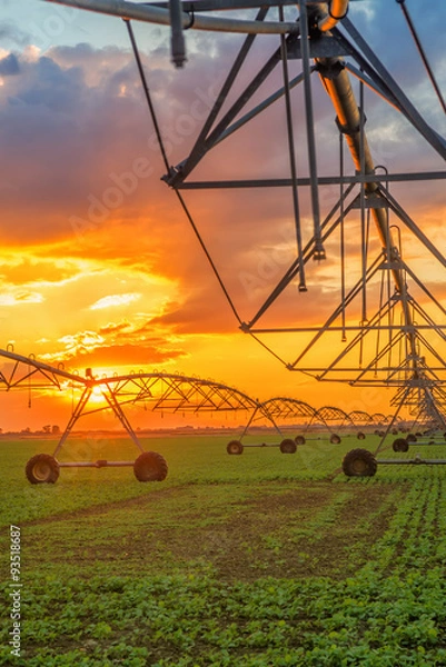 Fototapeta Automated farming irrigation system in sunset