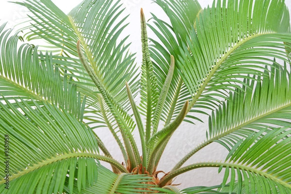 Obraz Isolated cycas leafes, white background