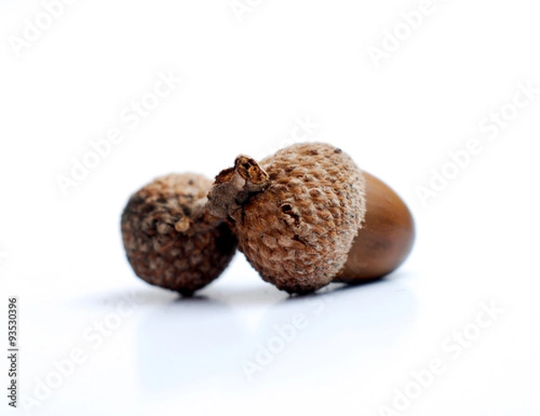 Fototapeta Acorn